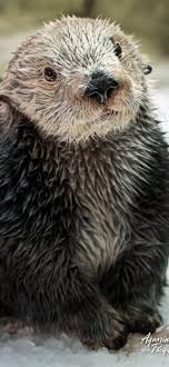 latest otters iphone hd wallpapers