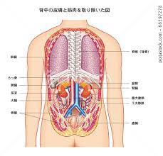 rear view of human anatomy stock