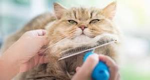 how-do-you-groom-an-old-cat-with-matted-fur