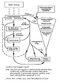 Carbon Oxygen Cycle Diagram List Of Wiring Diagrams