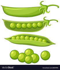 isolated green peas cartoon royalty