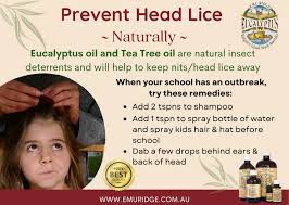 Tea Tree For Treatment Of Head Lice