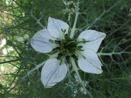 18 hours ago · цветковое растение nigella sativa (чернушка посевная) может быть использовано как новое средство против коронавируса. Chernushka Posevnaya Vikipediya