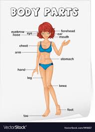 Body Parts Diagram Poster