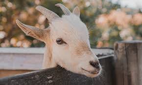 When you book a birthday party with us, expect a great memory making event! Petting Zoo