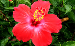 Explore more searches like bunga kebangsaan brunei. Bunga Raya Bunga Kebangsaan Cute766