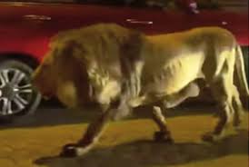 Ladispoli, leone scappa dal circo: in corso le operazioni di cattura (VIDEO)