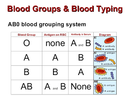 74 Punctilious Blood Group Flow Chart