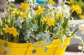 planting daffodils in pots and containers