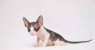 We reserve the right to determine final placement of any cat/kitten at any time. Cornish Rex Cats For Sale South Carolina 160 Sc 219041