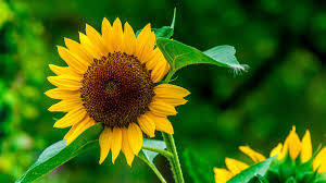 Follow this process for super summer sunflowers. How To Grow Sunflowers Add These Blooms To Your Garden For A Burst Of Summer Colour Gardeningetc