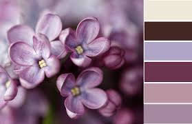 Is violet purple or blue? Brown Archives Color Amazing Designs