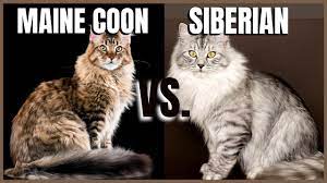 maine cat vs siberian cat you