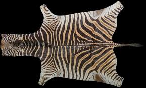 zebra taxidermy south africa get