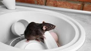 Seperti tikus jatuh ke beras. Meski Rajin Bersih Bersih Mengapa Tikus Masih Tetap Masuk Rumah Tribunnews Com Mobile
