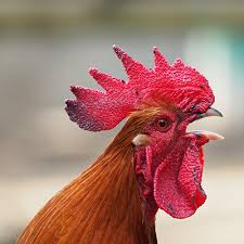 Check spelling or type a new query. Why Is The Rooster Crowing Backyard Chicken Advice