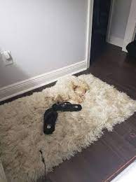 dog hides on rug the dodo