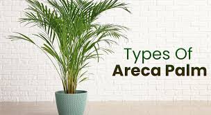 Types Of Areca Plants Diffe