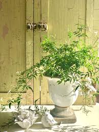 indoor jasmine care tips for a healthy