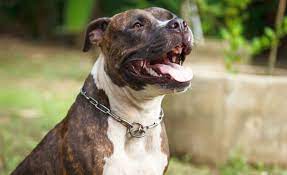 pit bulls 8 other bully breeds