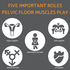 pelvic floor muscles five important