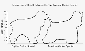 Everything About Your Cocker Spaniel Luv My Dogs