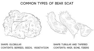 Bear Scat Identification Guide Black And Grizzly Images