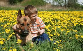 13 best dog breeds for autism children