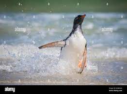 Gentoo pingouin pygoscelis papua sur la plage dans le surf Banque de  photographies et d'images à haute résolution - Alamy