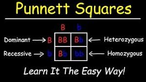 Make a key to show all the possible genotypes (and phenotypes) of this organism. Punnett Squares Basic Introduction Youtube