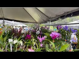 tamiami international orchid festival
