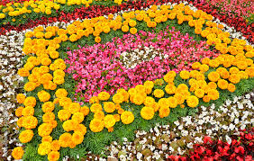 Beautiful Flower Bed Colorful Nia