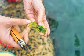 Seaweed Harvesting Australia With Milkwood Dumbo Feather