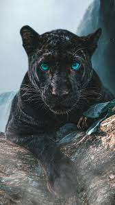 black panther, dangerous animals ...