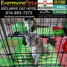 Nationwide delivery and click & collect available. Cat Boarding Grooming Kuching Evermore Pets