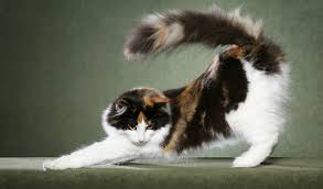 The norwegian forest cat is native to norway, with a history going back hundreds and maybe thousands of years. Norwegian Forest Cat Breed Information