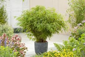 3 Pack Of Fountain Bamboo Plants Offer