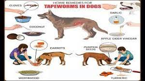 home remes for tapeworms in dogs