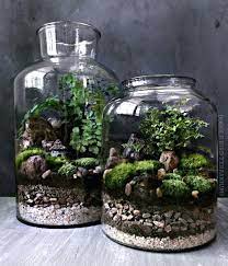 large glass jars woodland moss and fern