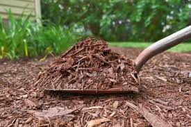 Solved Does Mulch Attract Termites In