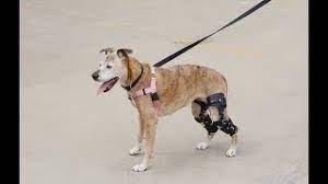 how to make a dog knee brace and why