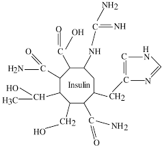 insulin molecule in the blood
