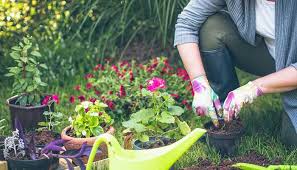 Best Home Gardening Tips For Beginners