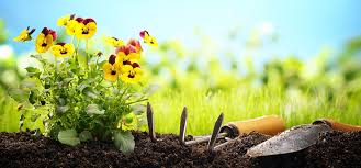 Zu heckenpflanzen, ist die ideale pflanzzeit zwischen der zeit, wenn das laub von den bäumen fällt bzw. Waschbar Garten Tipps Pflanzzeit Im Herbst