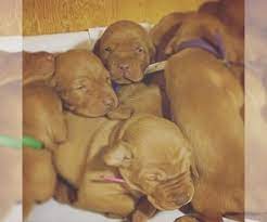 Apply to warehouse worker, material handler, order picker and more! Puppies For Sale Near Lancaster California Usa Page 1 10 Per Page Puppyfinder Com
