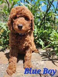 miniature poodle in victoria dogs