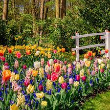 Ideas For Spring Flowering Bulbs The