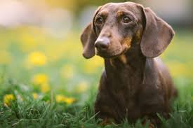 is a dachshund right for you ollie