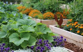 a potager vegetable and flower garden