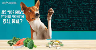 Always remember that supplements for older dogs can alleviate some symptoms of illness and. What S The Best Dog Vitamin